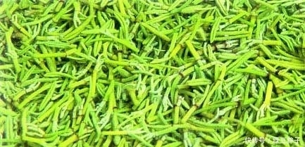  此种|此种野菜是天然“降火菜”，秋季吃最适合，错过要等一年