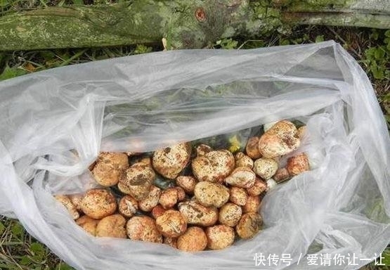 松针草堆|大爷在草堆里发现一堆“白色石头”，仔细辨认后，笑得合不拢嘴