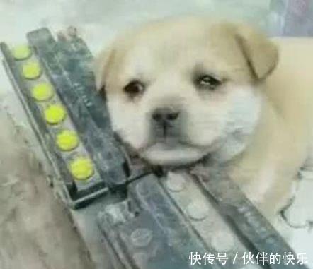 想念|小狗在新家想念狗妈,忍不住想流泪,整天都无精打采!