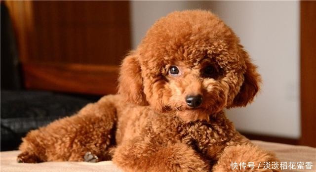 泰迪舔你的脸是什么意思其实是在暗示你,