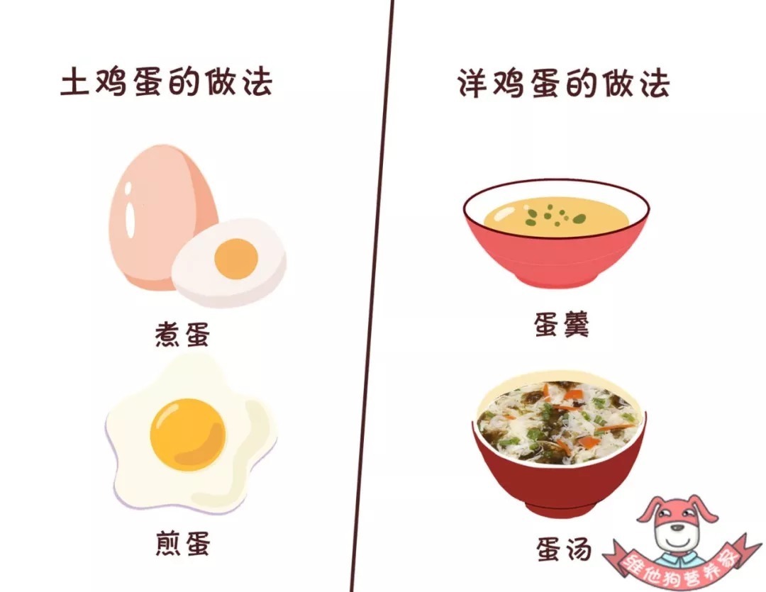 营养|土鸡蛋真的比洋鸡蛋好吗?鸡蛋怎么吃更有营养?
