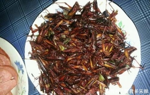 条件|古代发生蝗灾,灾民为何宁可挨饿也不抓蝗虫吃?灾民:想吃但不能