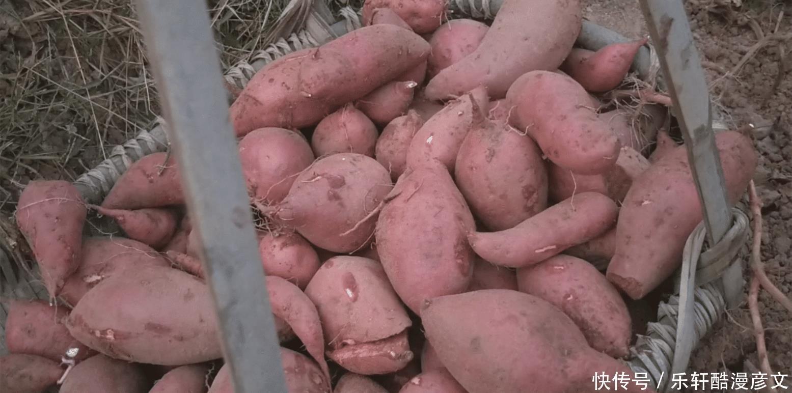 红薯|20斤红薯做客家传统小吃，香甜软糯做法简单，一开吃就停不下来