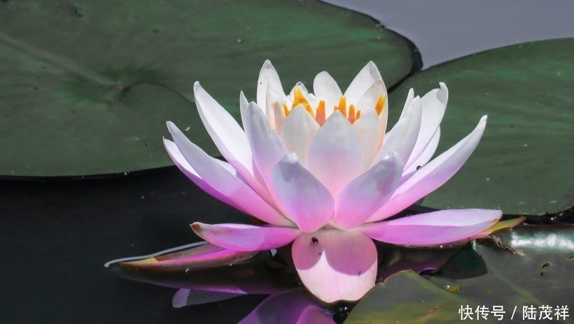 生活|“大金猪”喜事来了,往后万事皆顺,迎来人生上上签!