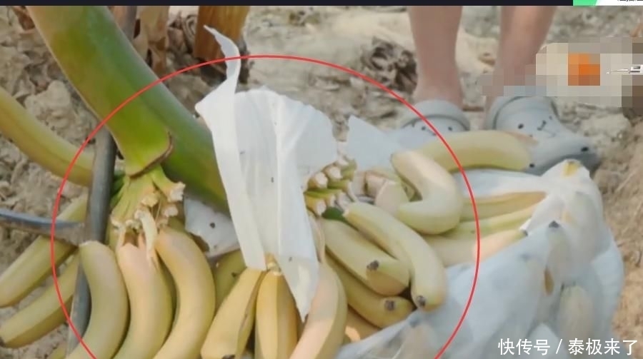  太强大|向往4滤镜太强大，嘉宾上树摘的香蕉是绿色，一拿下来就变黄色了