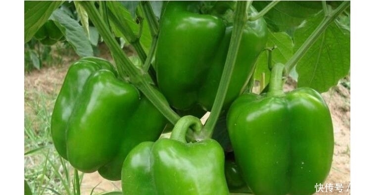 身体|此蔬菜15元1斤,铁是鸡肉的4倍,钙是7倍,虽然贵多吃身体好