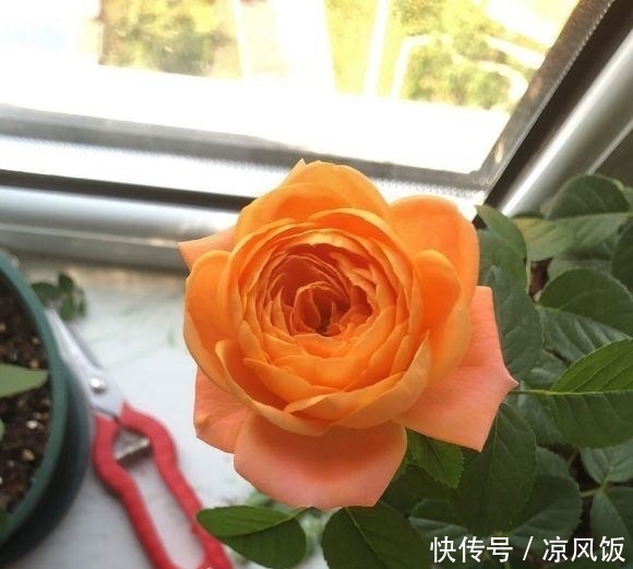 盆里|月季花立秋前夕,剪剪残枝条,盆里撒点肥料,秋天还能开一茬