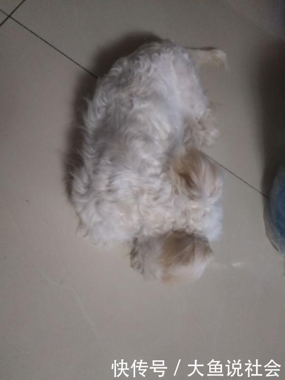 大街|主人搬家把自家狗子随手丢在大街，女孩带家后它总是望着门口发呆