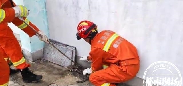  抓捕|体长近1米幼儿园惊现大型蛇类动物，抓捕时不断发出嘶叫