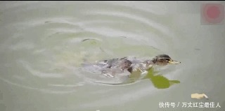 池塘|男子发现鸭子无故失踪,好奇守在池塘边,接着发生的事让他惊讶!