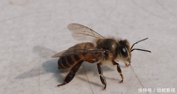 恐怖|又入侵6只,美国再现入侵大毒蜂,它的毒到底多“恐怖”?