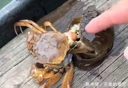 隔天|小伙买螃蟹回家，放置一晚准备隔天再煮，结果小伙却直言可惜了