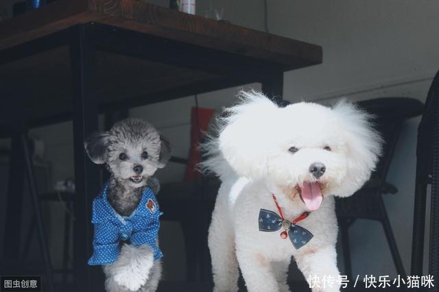 主人|当狗狗想念主人时,它会做这些事,第四件很多人却在责骂