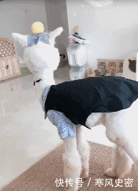 漫画|搞笑漫画:小伙子忽然认为抄近路可行