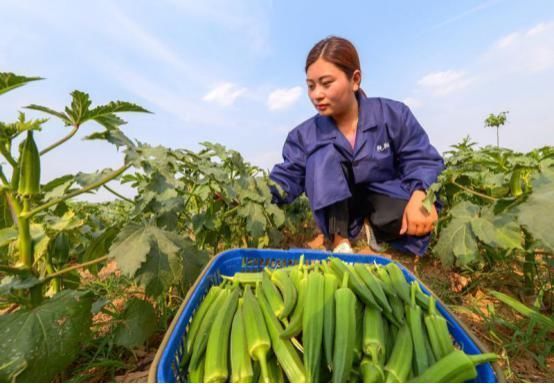 入侵|印度“黄瓜”入侵中国既能入药又能食用,如今还混成了天价美食