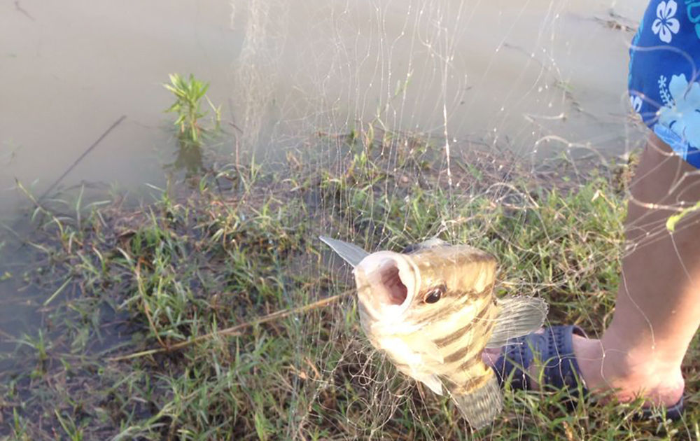 古时|古时被誉为“天上龙肉”,臭了也是一大美味,如今野生几乎绝迹