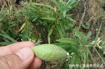 地梢瓜|它素有“钙王”之称,口感香脆美味,栽培前景广阔!