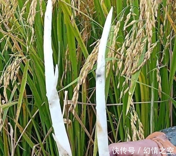 别错过|挖野菜别光盯着陆地上,水中一种野菜价值很高,若家乡有别错过