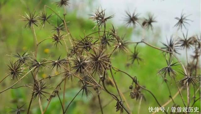  小时候|小时候总黏在身上的草，长大了才知道原来是一种药材