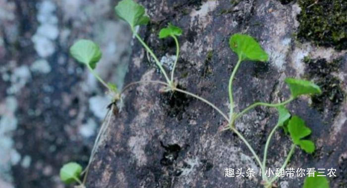  民间|路边一种小草，却是民间的“解暑茶”，今后遇见要珍惜