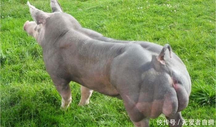 瘦肉|全世界最强壮的猪，浑身肌肉没有一点肥肉