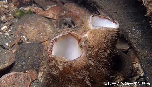 老公|海鲜只知道吃螃蟹?瞅瞅沿海人都在吃啥!绝!老公一口气囤3箱