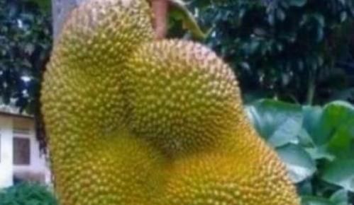 苹果|那些“成精”的水果,忍了榴莲,忍了苹果,看到草莓这是要下蛋