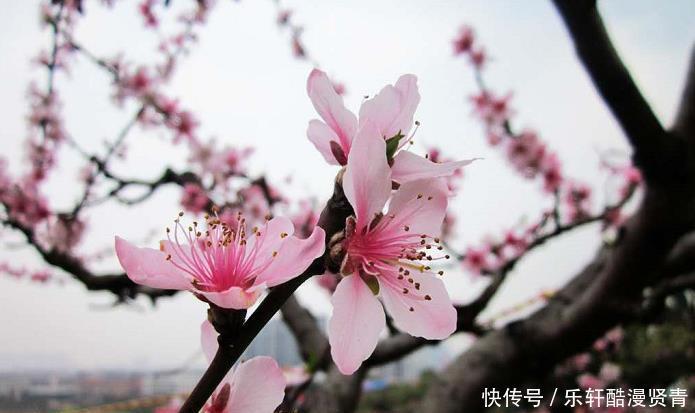  能力|未来一月财运翻身，贵人辅佐，有能力做事，赚钱多多的3生肖