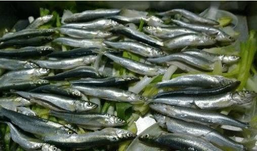 国内|国内最好吃的4种鱼,肉质鲜美,你吃过几种,估计连名字都不知道