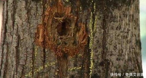 世界|5位世界上很衰但又超幸运的人物：她坐的每一艘船全都逃不过恶运