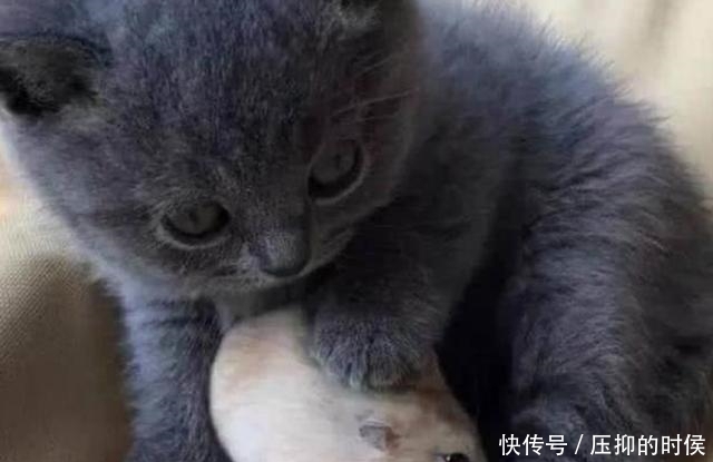  出笼|买只仓鼠跟猫咪作伴，仓鼠出笼后场景大乱，铲屎官：我太难了