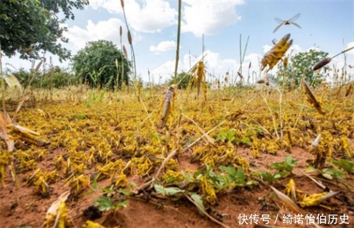 最为|蝗虫已抵达中国边境,席卷中国的几率有大多这条路最为危险