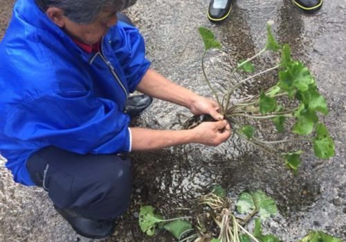 明白|日本人爱吃的芥末,到底是用什么做的?看完后终于明白了