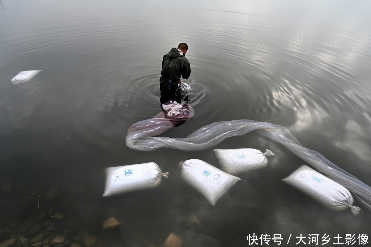 男子|男子每天清晨跳进盐池捞虫，拖20米纱网，一天干3小时挣200元