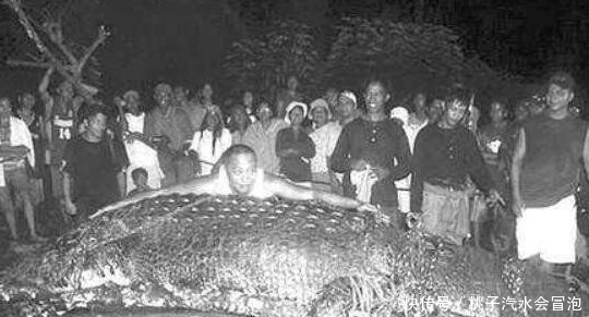 罗丽|世界上最大的鳄鱼,菲律宾罗丽鳄鱼身长6.17米