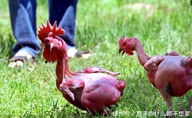 研究|以色列研究出不带毛的鸡,吃起来很方便,但有一个大缺陷!