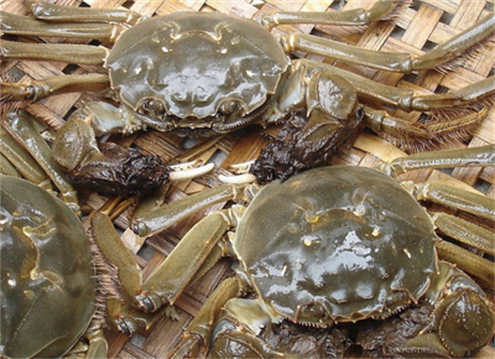 适量|黄酒煮大闸蟹怎么做?黄酒煮大闸蟹做法