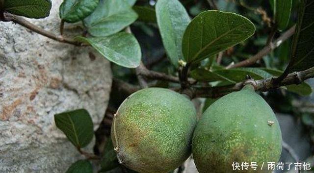 长相|它素有“鬼馒头”之称,长相奇特却含大量维生素,若遇见,莫害怕