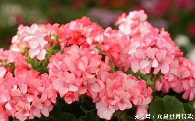  天竺葵|颜色鲜艳的花朵，养护简单开花多，一年四季开花不断