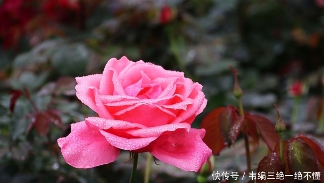  在线|智商、情商双在线，却不愿意偷耍心计的星座，真正的大智若愚