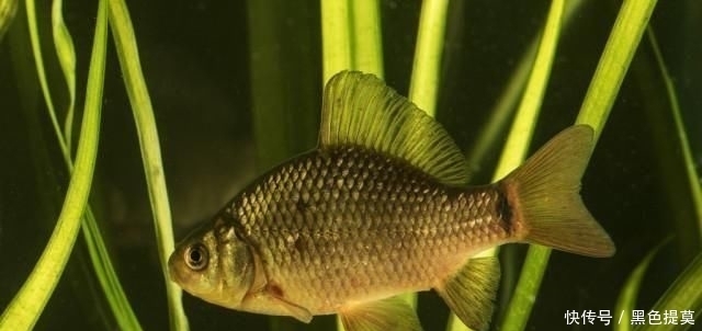  钓鱼|钓鱼：降温、下雨后，鱼情就差？