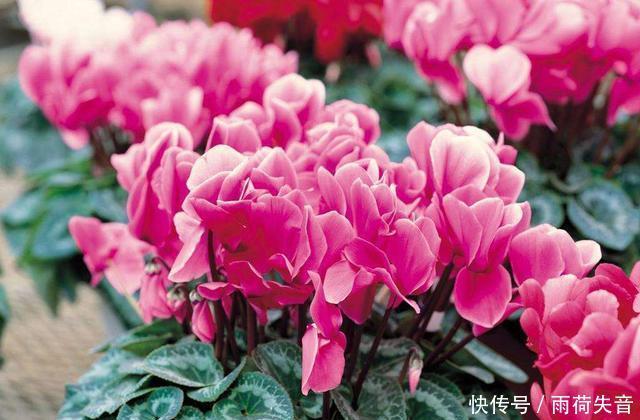 生长|要想植物长得旺盛,修剪的步骤不可缺少,这3种花更是典型!