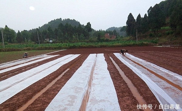 新规|国家出台废弃地膜回收新规，杜绝乡村白色垃圾，自觉从我做起