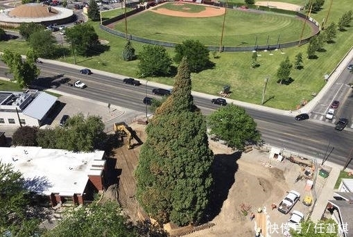 颗红杉树|为了挪动一棵360多吨重的树，开发商花费了200万元