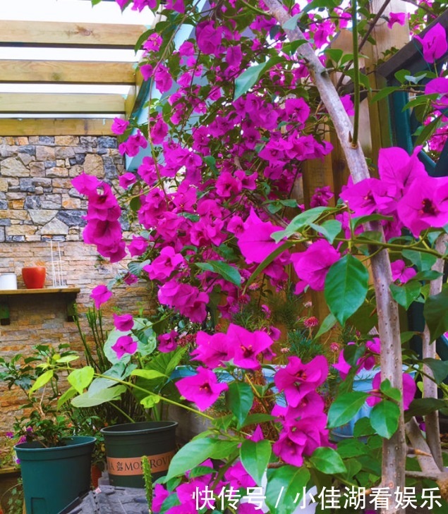 能开|20种秋天开花的植物,外出看到,记得拍照欣赏!