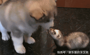 姑娘|GIF搞笑趣图: 日本最清纯的姑娘, 请问你看到她对她还有仇恨吗?