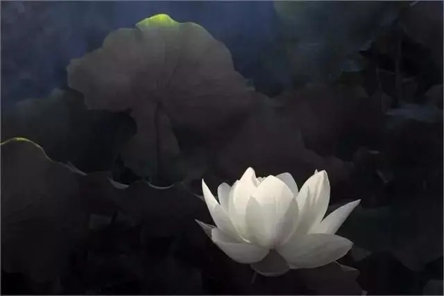  莲花|一个老外拍的荷花，惊艳