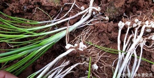 春节|春节乖乖待在家大鱼大肉吃腻了吧春天一种“野草”让你不再油腻