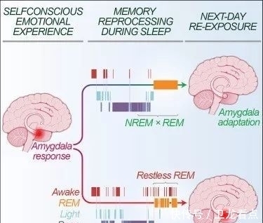  研究|一项听自己唱歌的研究揭示：睡眠差导致情感记忆处理能力变差……