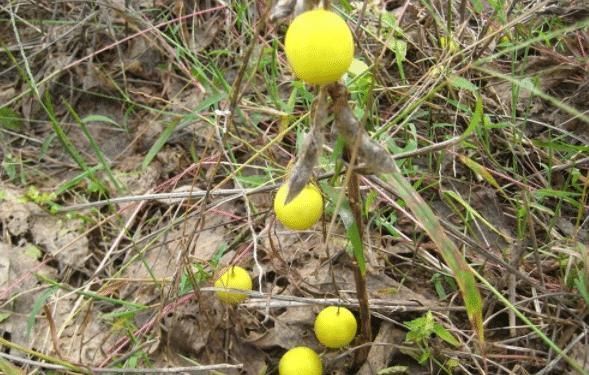 可惜|它是酒精的“天敌”,现在农村遍地都是,还不懂的话就太可惜了